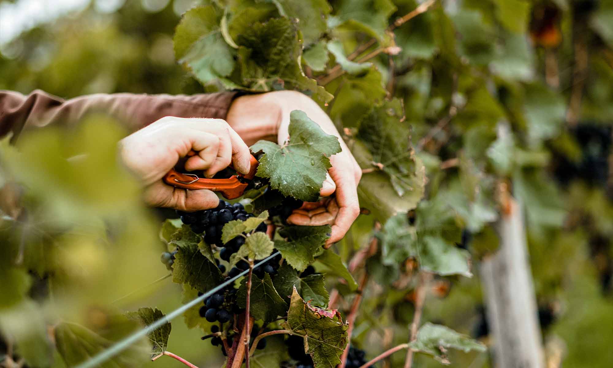 START DER WEINLESE